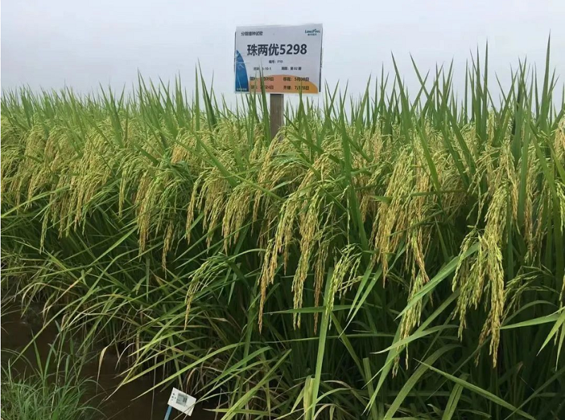 kaiyun开云平台有限公司,长沙稻谷种植与销售,长沙农作物品种的选育,长沙农业病虫害防治服务
