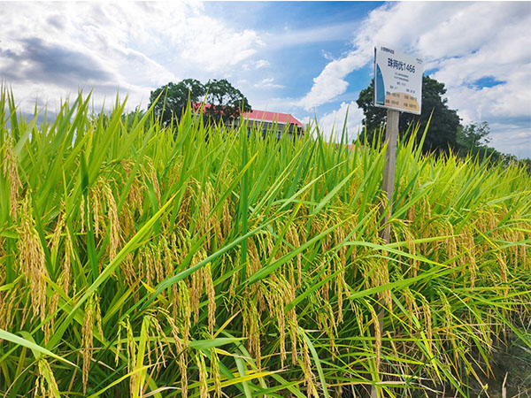 kaiyun开云平台有限公司,长沙稻谷种植与销售,长沙农作物品种的选育,长沙农业病虫害防治服务