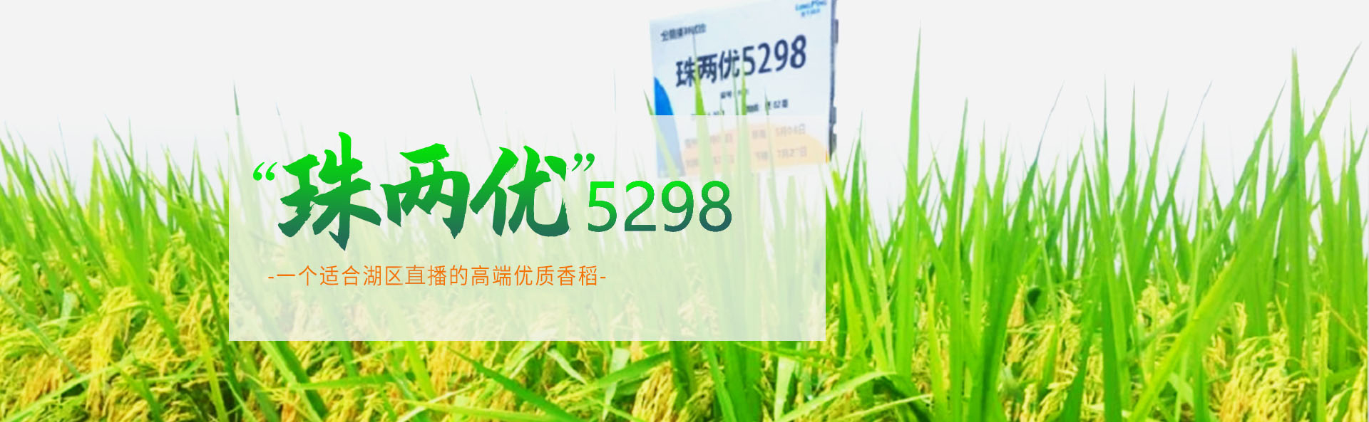 kaiyun开云平台有限公司_长沙稻谷种植与销售|长沙农作物品种的选育